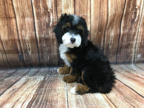 Poodle DOG Male Black / Tan 23193 Petland Las Vegas, Nevada