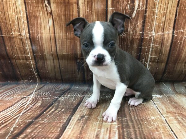 Boston Terrier DOG Male Blue / White 23191 Petland Las Vegas, Nevada