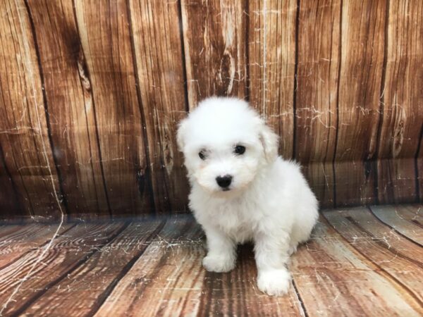 Bichon Frise DOG Female White 23189 Petland Las Vegas, Nevada