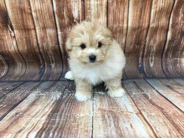 Pomeranian/Poodle-DOG-Male-Orange-23168-Petland Las Vegas, Nevada