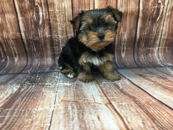 Yorkshire Terrier DOG Male Black / Tan 23166 Petland Las Vegas, Nevada