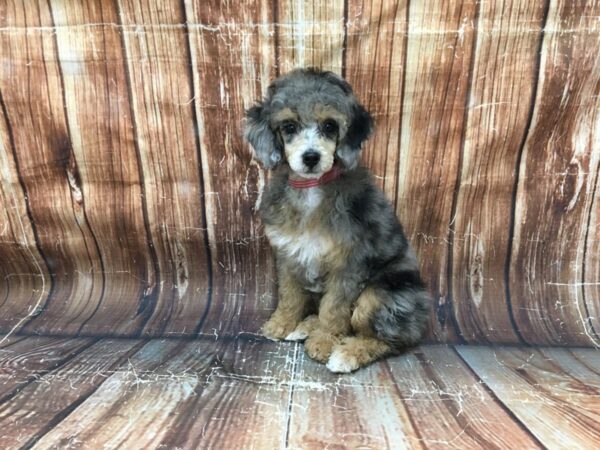 Poodle-DOG-Female-Blue Merle / Tan-23164-Petland Las Vegas, Nevada