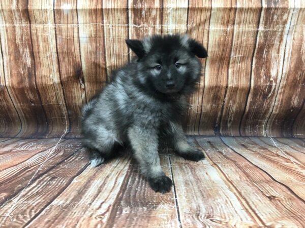 Keeshond DOG Female Black / Silver 23162 Petland Las Vegas, Nevada