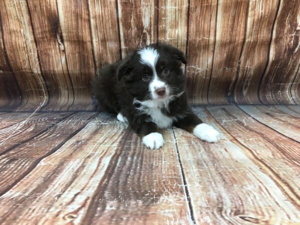 Miniature Australian Shepherd/Toy Australian Shepherd DOG Male Chocolate 23160 Petland Las Vegas, Nevada