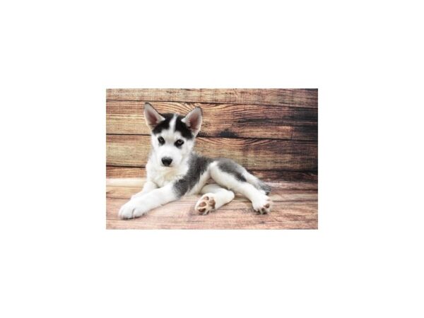 Siberian Husky DOG Male Black and White 23210 Petland Las Vegas, Nevada