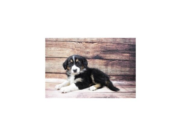 Australian Shepherd/English Shepherd-DOG-Female-Black Gold and White-23205-Petland Las Vegas, Nevada