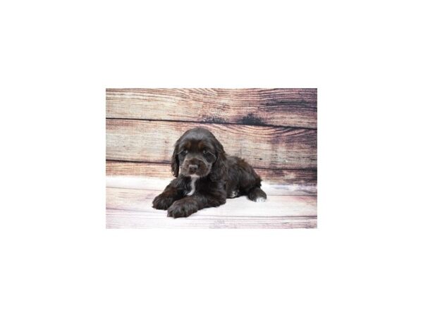 Cocker Spaniel DOG Female Brown 23207 Petland Las Vegas, Nevada