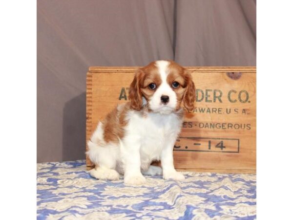 Cavalier King Charles Spaniel DOG Female Blenheim / White 23219 Petland Las Vegas, Nevada