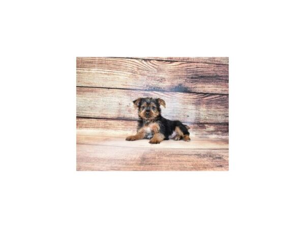 Yorkshire Terrier DOG Female Black and Tan 23238 Petland Las Vegas, Nevada