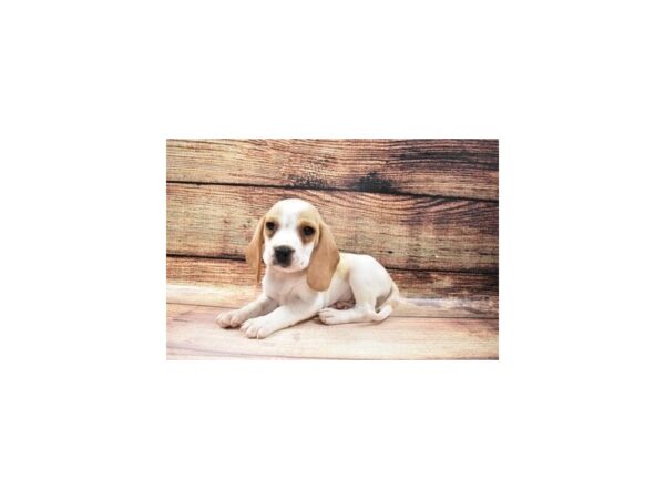 Beagle DOG Male Lemon and White 23241 Petland Las Vegas, Nevada