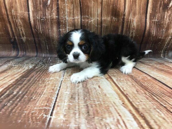 Cavalier King Charles Spaniel DOG Male Black Tan / White 23244 Petland Las Vegas, Nevada