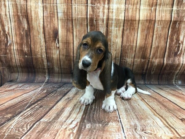 Basset Hound DOG Female Black White / Tan 23242 Petland Las Vegas, Nevada