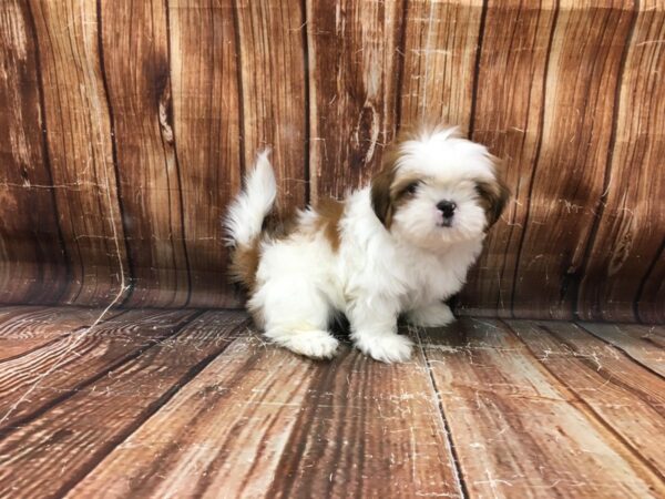 Shih Tzu DOG Female White / Gold 23250 Petland Las Vegas, Nevada