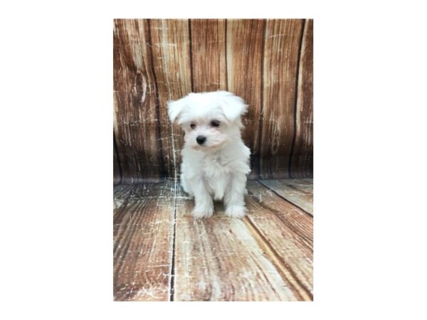 Maltese DOG Female White 23246 Petland Las Vegas, Nevada