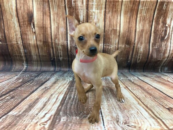 Miniature Pinscher-DOG-Female-Red-23247-Petland Las Vegas, Nevada