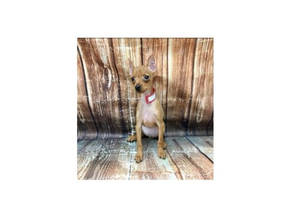 Miniature Pinscher-DOG-Female-Red-23248-Petland Las Vegas, Nevada