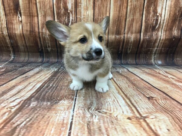 Pembroke Welsh Corgi DOG Male Red / White 23249 Petland Las Vegas, Nevada