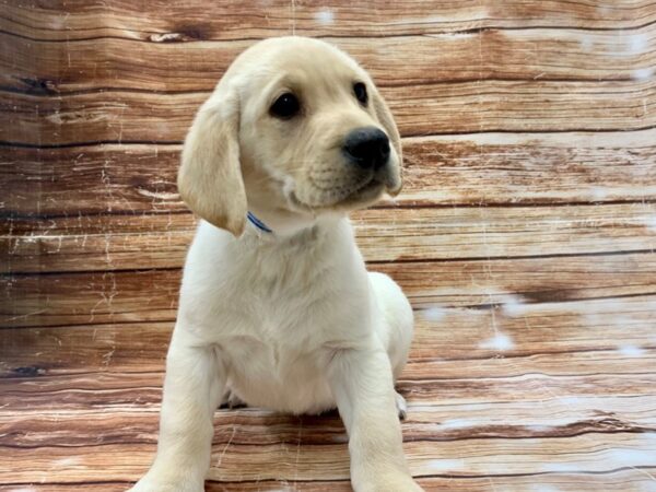 Labrador Retriever DOG Male Yellow 23212 Petland Las Vegas, Nevada