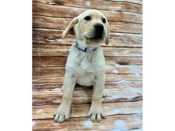 Labrador Retriever DOG Male Yellow 23213 Petland Las Vegas, Nevada