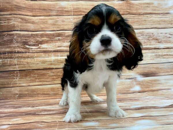 Cavalier King Charles Spaniel DOG Male Black White / Tan 23220 Petland Las Vegas, Nevada