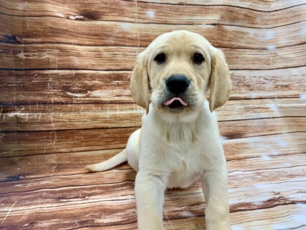 Labrador Retriever DOG Male Yellow 23214 Petland Las Vegas, Nevada