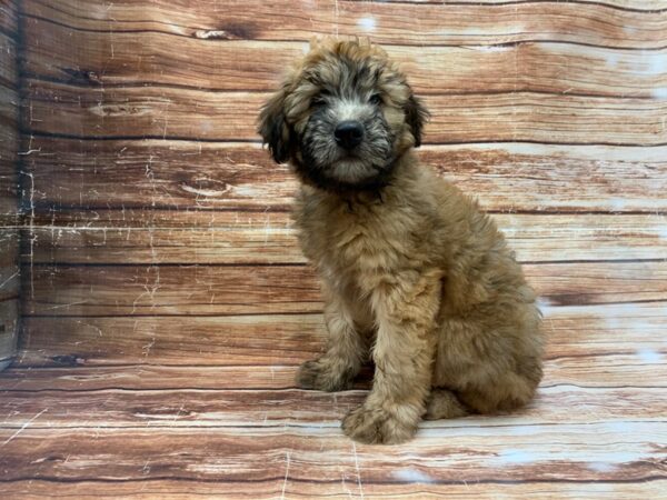 Soft Coated Wheaten Terrier DOG Male Wheaten 23222 Petland Las Vegas, Nevada