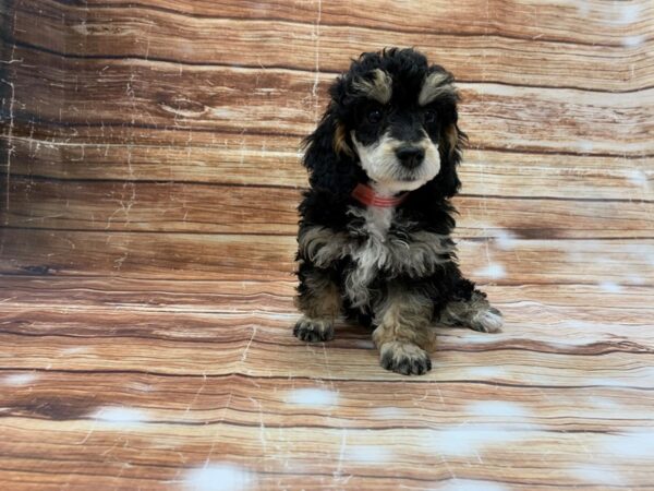 Poodle-DOG-Female-Black / Tan-23215-Petland Las Vegas, Nevada