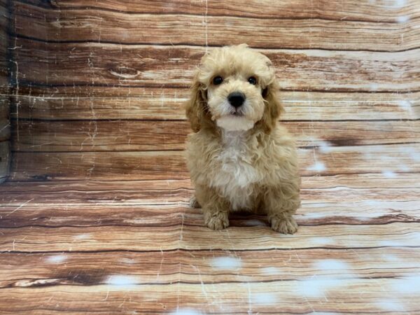 Poodle DOG Male Apricot 23216 Petland Las Vegas, Nevada