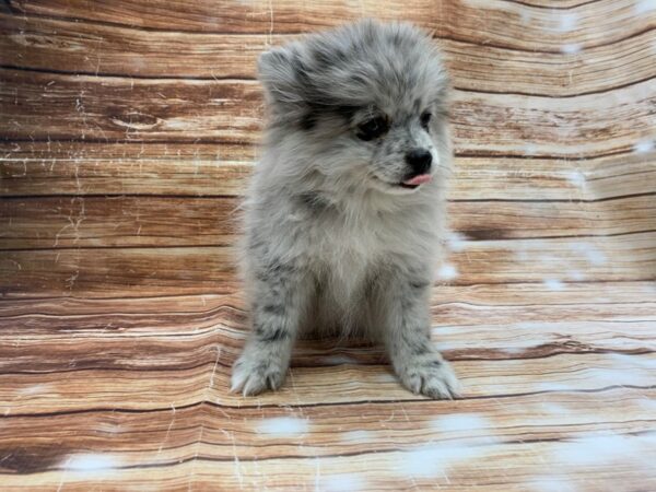 Pomeranian DOG Female Blue Merle 23192 Petland Las Vegas, Nevada