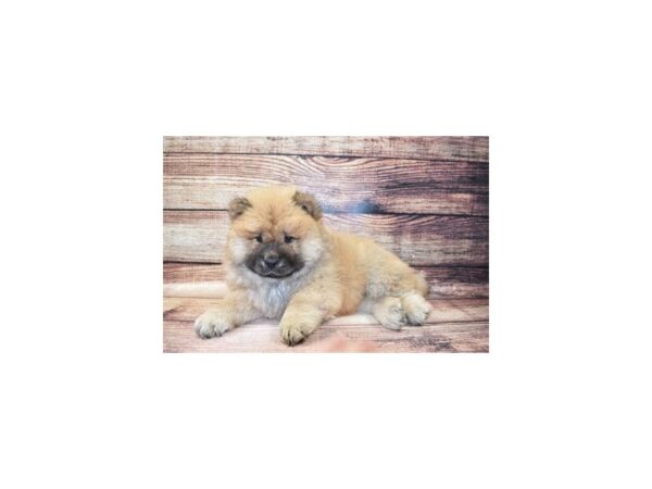 Chow Chow DOG Male Cinnamon 23257 Petland Las Vegas, Nevada