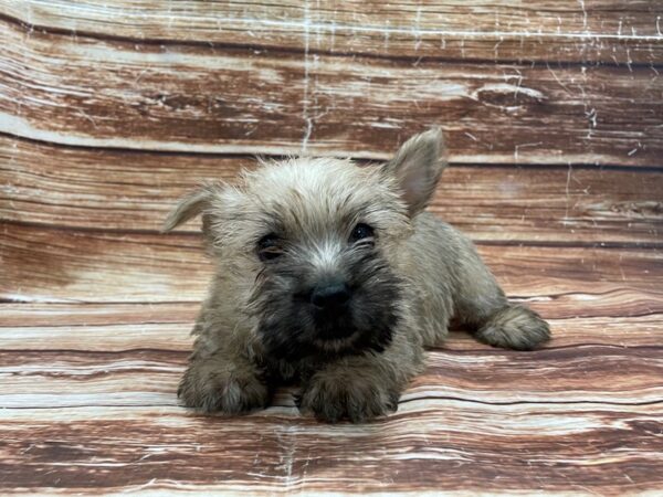 Cairn Terrier DOG Male Wheaten 23265 Petland Las Vegas, Nevada