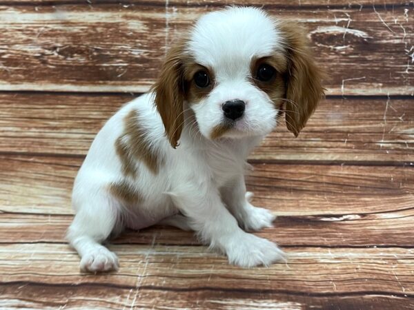 Cavalier King Charles Spaniel-DOG-Female-Blenheim / White-23266-Petland Las Vegas, Nevada