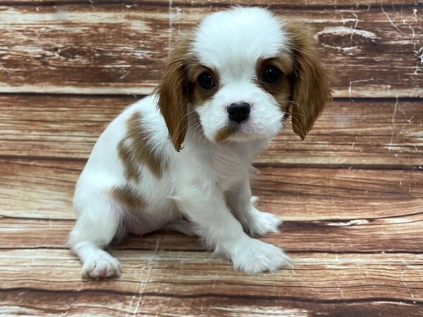 Cavalier King Charles Spaniel DOG Female Blenheim / White 23266 Petland Las Vegas, Nevada