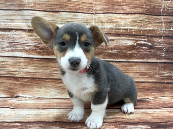 Pembroke Welsh Corgi DOG Female Blue / Tan 23269 Petland Las Vegas, Nevada