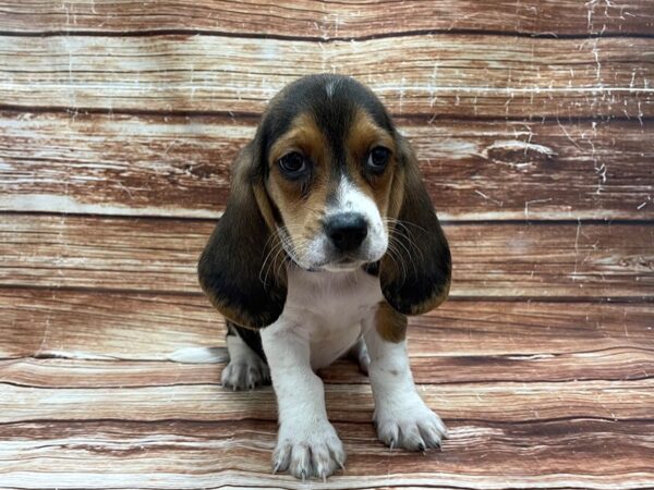 Basset Hound/Beagle-DOG-Male-Black / Tan-23271-Petland Las Vegas, Nevada