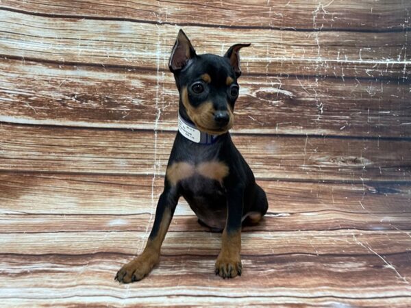 Miniature Pinscher DOG Male Black / Rust 23268 Petland Las Vegas, Nevada