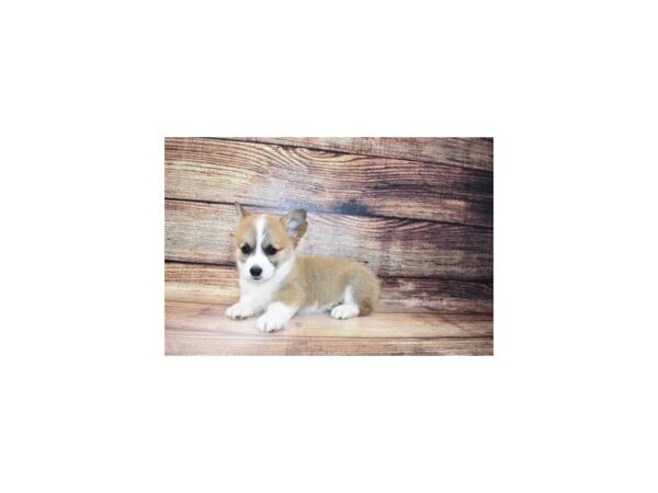 Pembroke Welsh Corgi DOG Female Sable 23276 Petland Las Vegas, Nevada