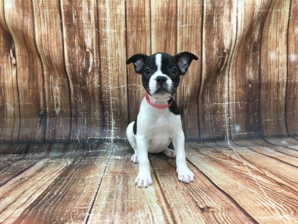 Boston Terrier/French Bulldog DOG Female White Black / Brindle 23291 Petland Las Vegas, Nevada