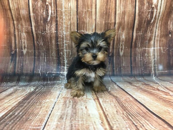 Yorkshire Terrier DOG Male Black / Tan 23290 Petland Las Vegas, Nevada