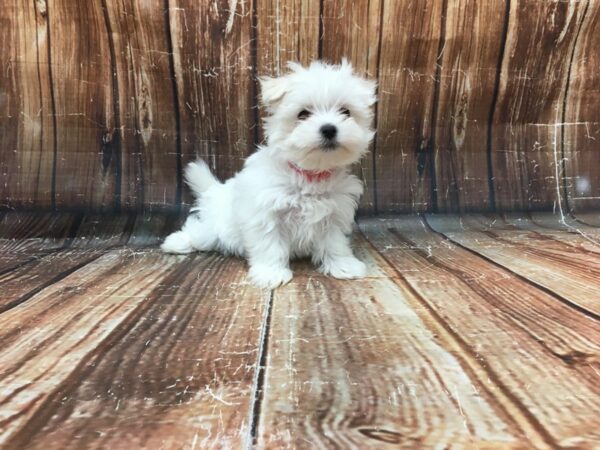 Maltese DOG Female White 23287 Petland Las Vegas, Nevada