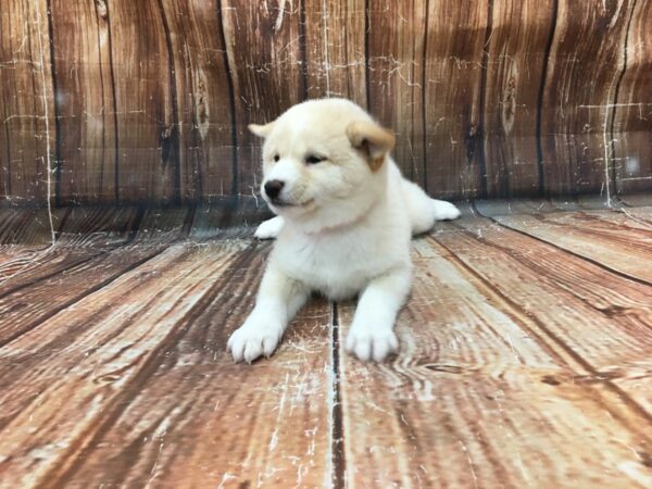 Shiba Inu DOG Female Cream 23289 Petland Las Vegas, Nevada