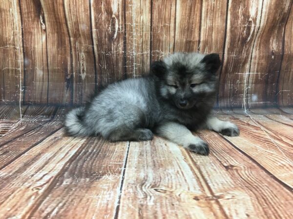 Keeshond-DOG-Female-Black / Silver-23286-Petland Las Vegas, Nevada