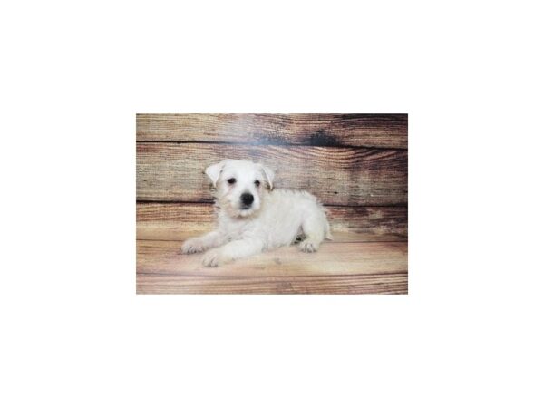 West Highland White Terrier-DOG-Male-White-23305-Petland Las Vegas, Nevada