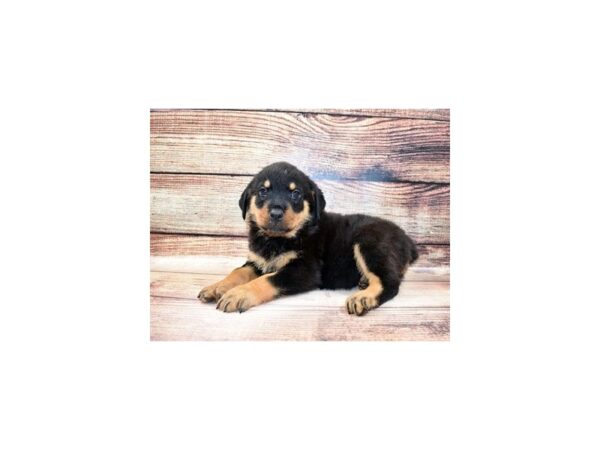 Rottweiler DOG Female Black and Mahogany 23298 Petland Las Vegas, Nevada