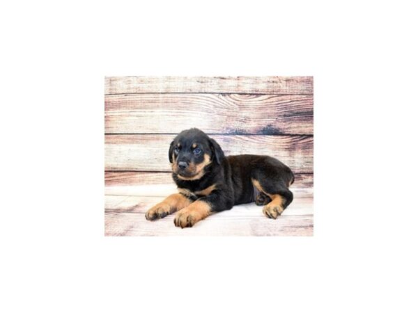 Rottweiler DOG Male Black and Mahogany 23299 Petland Las Vegas, Nevada