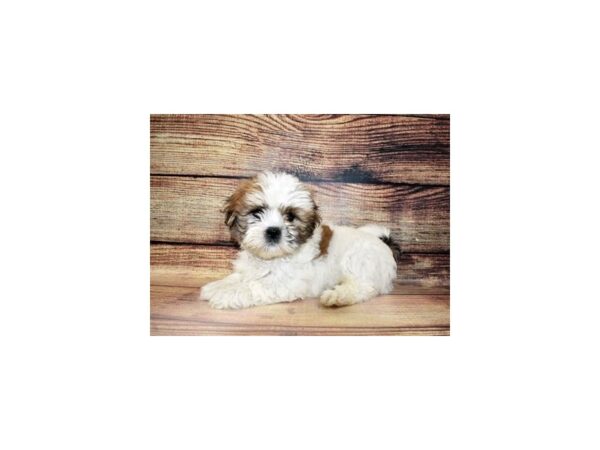 Lhasa Apso DOG Male Red 23297 Petland Las Vegas, Nevada