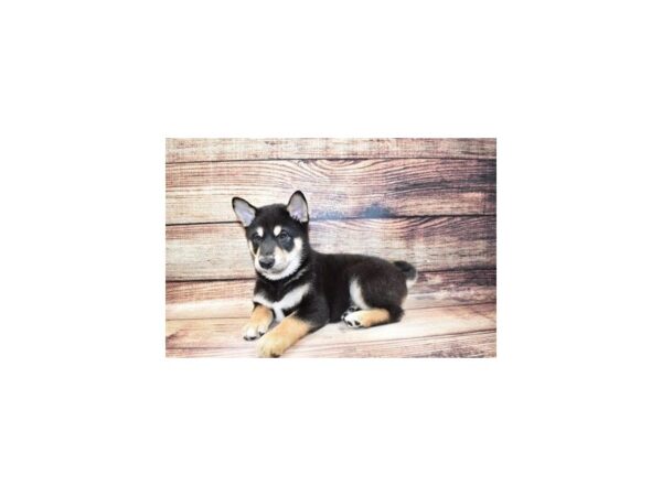 Shiba Inu DOG Male Black and Tan 23300 Petland Las Vegas, Nevada