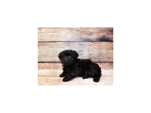 Poodle/Yorkshire Terrier-DOG-Male-Black-23303-Petland Las Vegas, Nevada