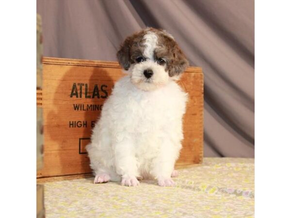 Poodle-DOG-Male-White / Blue Merle-23310-Petland Las Vegas, Nevada