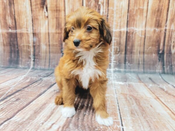 Miniature Australian Shepherd/Poodle DOG Female 23317 Petland Las Vegas, Nevada